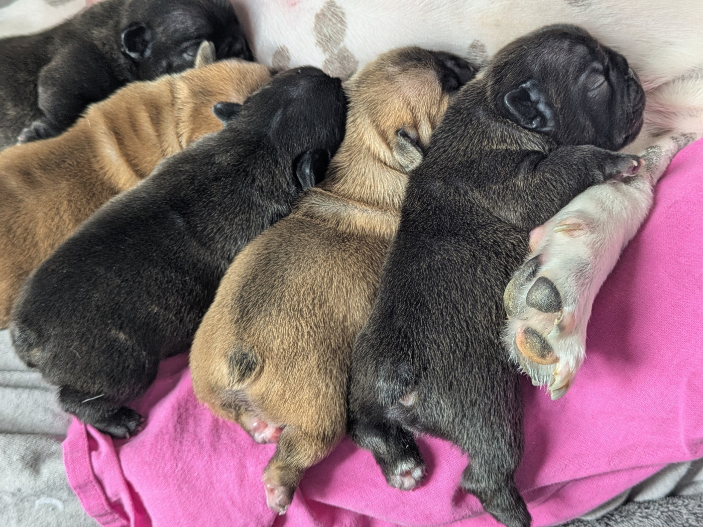 Chiot Bouledogue français Corinne Lemaire