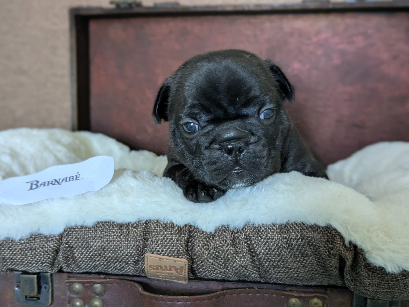 Corinne Lemaire - Chiots disponibles - Bouledogue français