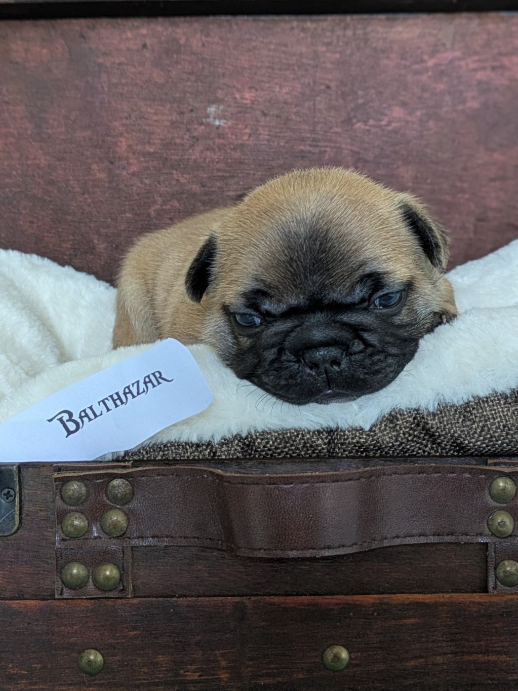 Corinne Lemaire - Chiots disponibles - Bouledogue français
