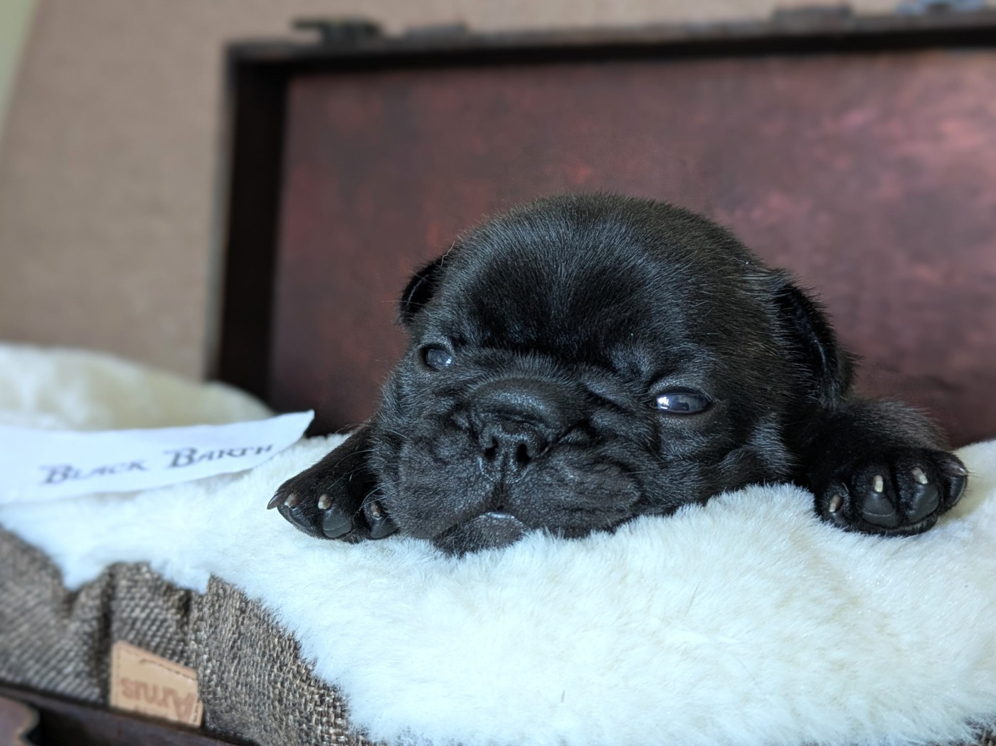 Corinne Lemaire - Chiots disponibles - Bouledogue français