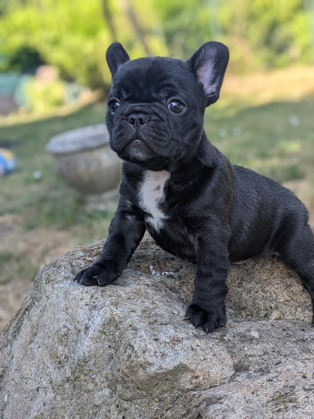 Corinne Lemaire - Chiots disponibles - Bouledogue français