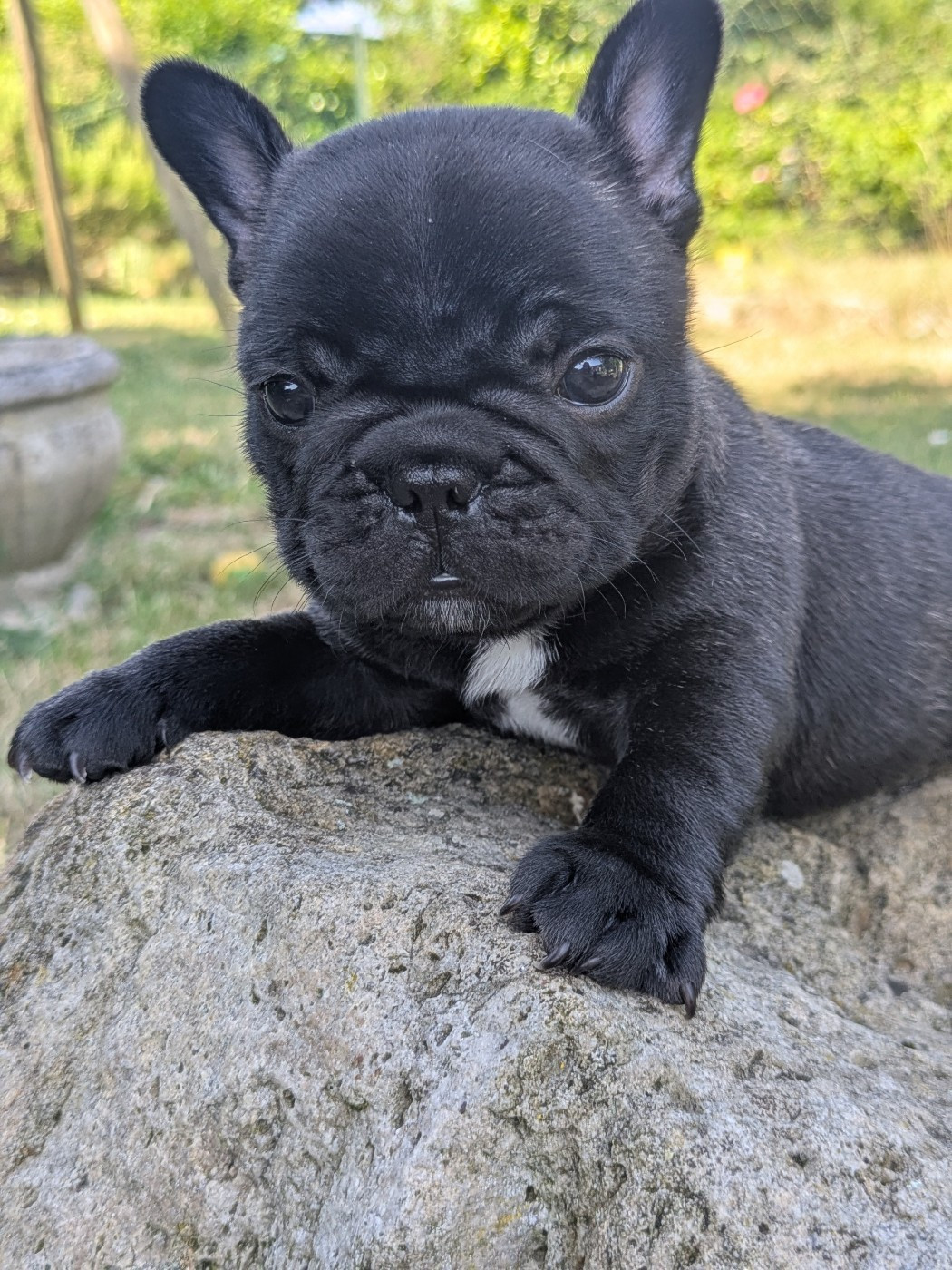 Corinne Lemaire - Chiots disponibles - Bouledogue français