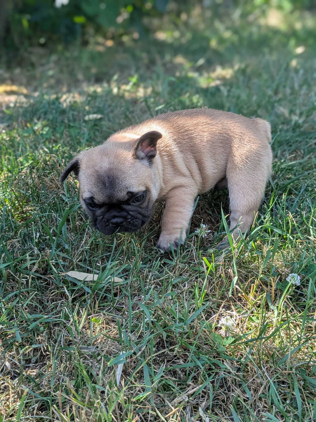 Corinne Lemaire - Chiots disponibles - Bouledogue français