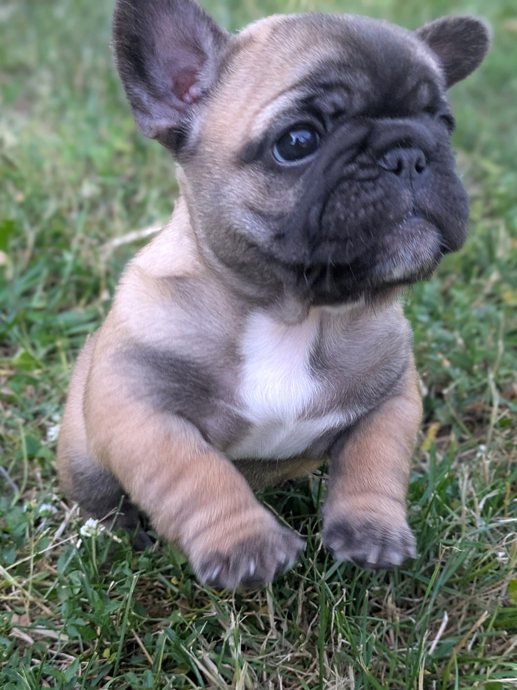 Corinne Lemaire - Chiots disponibles - Bouledogue français